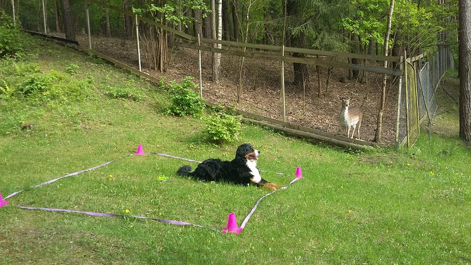 Bernes ganu suns Bernese Mountain dog Obedience
