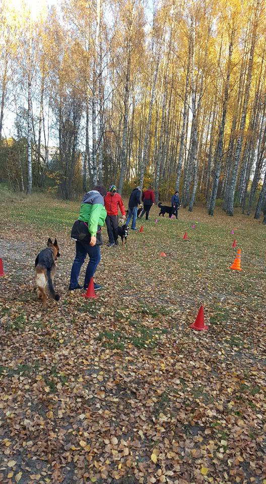 Suņu treniņi grupu nodarbības